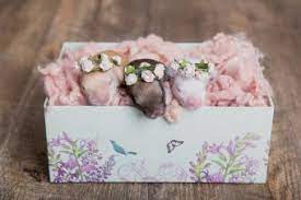 How To Tell How Old A Baby Rabbit Is Key Clues Chart Lovetoknow
