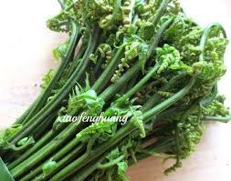 Paku alam, a series of kings of pakualam principality in indonesia. Pakis Paku Fern Jac Orchids Rare Unusual Plants Facebook