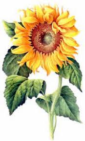 Download 1,772 sunflower realistic stock illustrations, vectors & clipart for free or amazingly low rates! Free Flowers Clipart Free Clipart Images Graphics Animated Gifs Animations And Photos Plant Drawing Sunflower Art Botanical Illustration