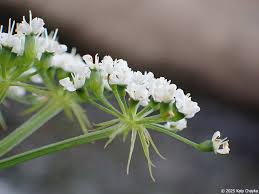 Image result for Oenanthe