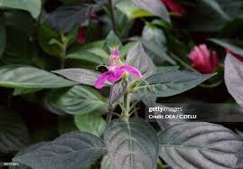 Image result for Justicia striata