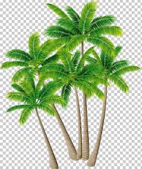 coconut tree arecaceae png clipart arecales christmas tree coconut coconut tree vector encapsulated postscript free png coconut tree arecaceae png clipart