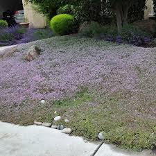 Check spelling or type a new query. Reiter Creeping Thyme Thymus Reiter High Country Gardens