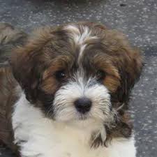 We did not find results for: Moptop Havanese Home Facebook