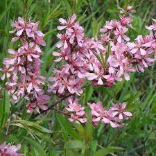 Les arbustes d'ornement , par la diversité de leurs jolies fleurs et de leur feuillage aux multiples couleurs, apporterons à votre jardin les arbustes d'ornement , sont classés en deux catégories, les arbustes à fleurs et les arbustes persistants. Arbuste A Fleurs Roses Liste Ooreka