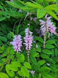 Image result for Indigofera paniculata