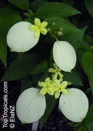 Image result for Mussaenda