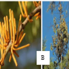 Image result for Englerina