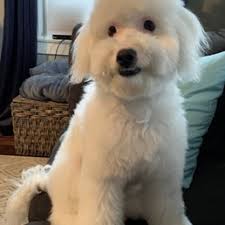 DOGGIESTYLZ GROOMING