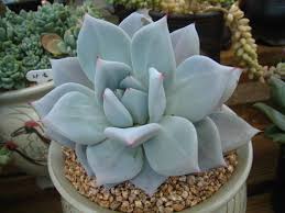 Check spelling or type a new query. Echeveria Colorata Mexico Giant Echeveria Planting Succulents Succulents