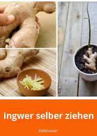 Ingwer Selber Ziehen So Geht S Ingwer Selber Ziehen Ingwer Gesund Ingwer Pflanzen