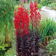 Victoria park flowers florida reviews, victoria park. Queen Victoria Lobelia Cardinal Flower Sutton Seeds Flower Seeds