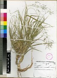 Image result for Panicum arcurameum