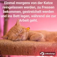 Lustige Spruche Desired De Katzenspruche Lustige Spruche Katzen Lustige Spruche