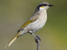 Image result for Melhania virescens