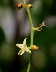 Image result for Dioscorea sylvatica
