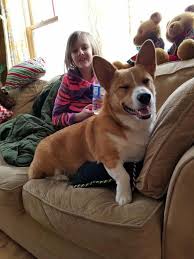 These pups are absolutely adorable, and will make the. Find Out More On Small Pembroke Welsh Corgi Puppies Size Pembrokewelshcorgi Corgipuppy Corgicon Pembrokewelshcorgisa Pembroke Welsh Corgi Corgi Facts Corgi