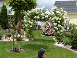 Ramblerrose Bobby James Rosa Bobby James Pflanzen Baumschule Horstmann Garten