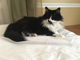 If you're near kingston ma i will deliver it for no charge. How To Find Most Trusted Professional Pet Sitting Services In Sarasota Petsitter Dog Cat Sarasota Lcc Cat Sitting Pet Sitting Services Pet Sitters