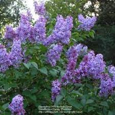 A wide variety of artificial lilac tree options are available to you, such as material, commercial buyer, and room space. Transplanting An Old Lilac Bush Now Six Feet Tall Knowledgebase Question Garden Org