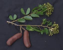 Image result for Hymenaea courbaril