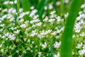 Maybe you would like to learn more about one of these? Beautiful White Flowers Against The Background Of Green Plants Summer Background 2980709 Stock Photo At Vecteezy
