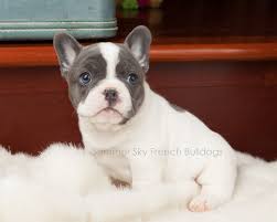 And, like all pieds, they are very unique in their patterning. Rare Colored French Bulldog Puppy Blue Pied Little Girl First Morning With Her Ears Up French Bulldog Puppies French Bulldog Blue Pied French Bulldog