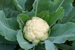 Wann und wie sie kohlrabi richtig ernten. Pfluck Blumenkohl Anbauen So Wird S Gemacht