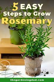 How To Grow Rosemary From Seed In 5 Easy Steps The Gardening Dad Growing Rosemary Growing Herbs At Home Rosemary Diy