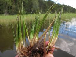 Image result for Isoetes welwitschii