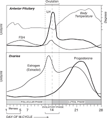 Generalized Scheme Of The Hormonal And Body Temperature