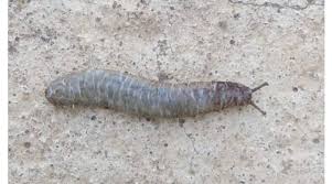 Caterpillar (cat) outpaces stock market gains: Meet The Caterpillar Slug A Potential Future Invader To India Technology News The Indian Express