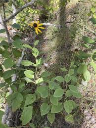 Image result for Centema subfusca