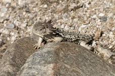 Lizards and Other Critters at El Rio