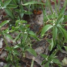 Image result for Justicia exigua