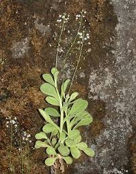 Image result for Samolus