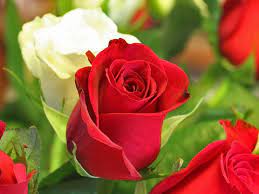 Flowers Wallpaper Free Bing Bilder Rose Flower Wallpaper Beautiful Rose Flowers Beautiful Flowers Wallpapers