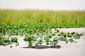 Join our hotels.com rewards program for a chance to win a free night at one of our everglades national park (and vicinity) hotels when you've stayed 10 nights. The Ultimate Guide To Visiting Everglades National Park