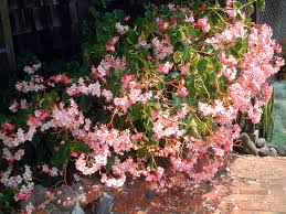 Image result for Rungia grandis