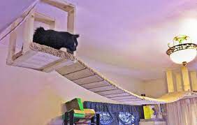 Check spelling or type a new query. 8 Diy Cat Bridge Ideas To Inspire You Cat Diy Cat Stairs Diy Cat Enclosure
