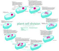 We did not find results for: File Animal Cell Cycle En Svg Wikimedia Commons