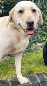 Tilly, the Good Witch of the South 🥰