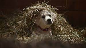 Budweiser Super Bowl Commercial 2015 The Puppy And Horse Ad Is A Two Tissue Ordeal The Washington Post