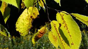 When is a good time to prune oak trees? How To Identify Wisconsin Trees Without A College Degree