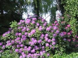 Museumpark Rhododendron Catawbiense Boursault Rhododendron Plants Landscape
