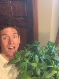 Sudden growth explosion in zinnias