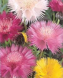 Sweet Sultan Centaurea Imperialis Mix Annual This Hardy Annual From The Orient Features Fragrant Thistle Like Fl Plants Amazing Flowers Full Sun Plants