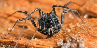 Image result for Arachniodes webbiana
