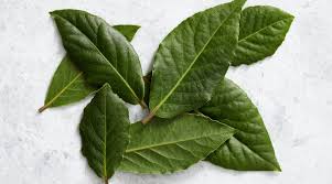 Lorbeer Wasser Geheimtipp Fur Schones Haar Elle Schone Haare Haare Pflegen Haarausfall Stoppen