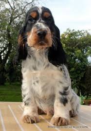 Chiots Cocker Anglais Spaniel Nes Le 04 01 2017 Une Portee De Chiots Cocker Anglais Spaniel Est Nee Le 04 01 2017 La Porte Chiot Cocker Cocker Cocker Anglais